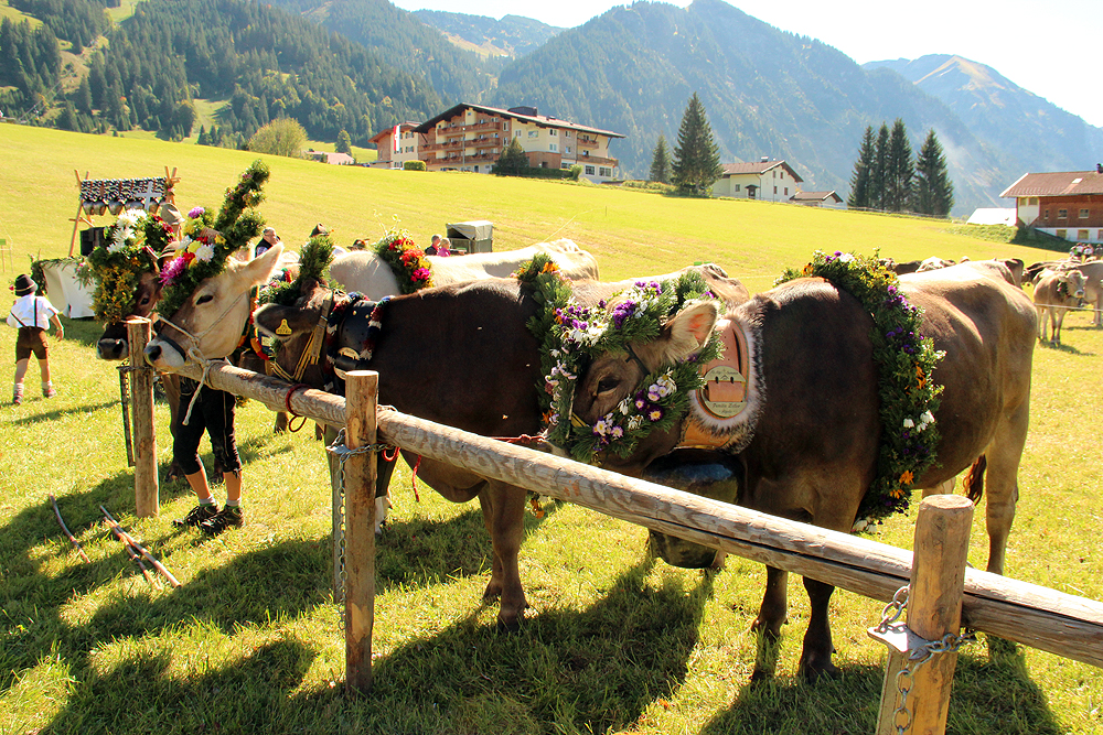 Almabtrieb im Tannheimer Tal, Tirol