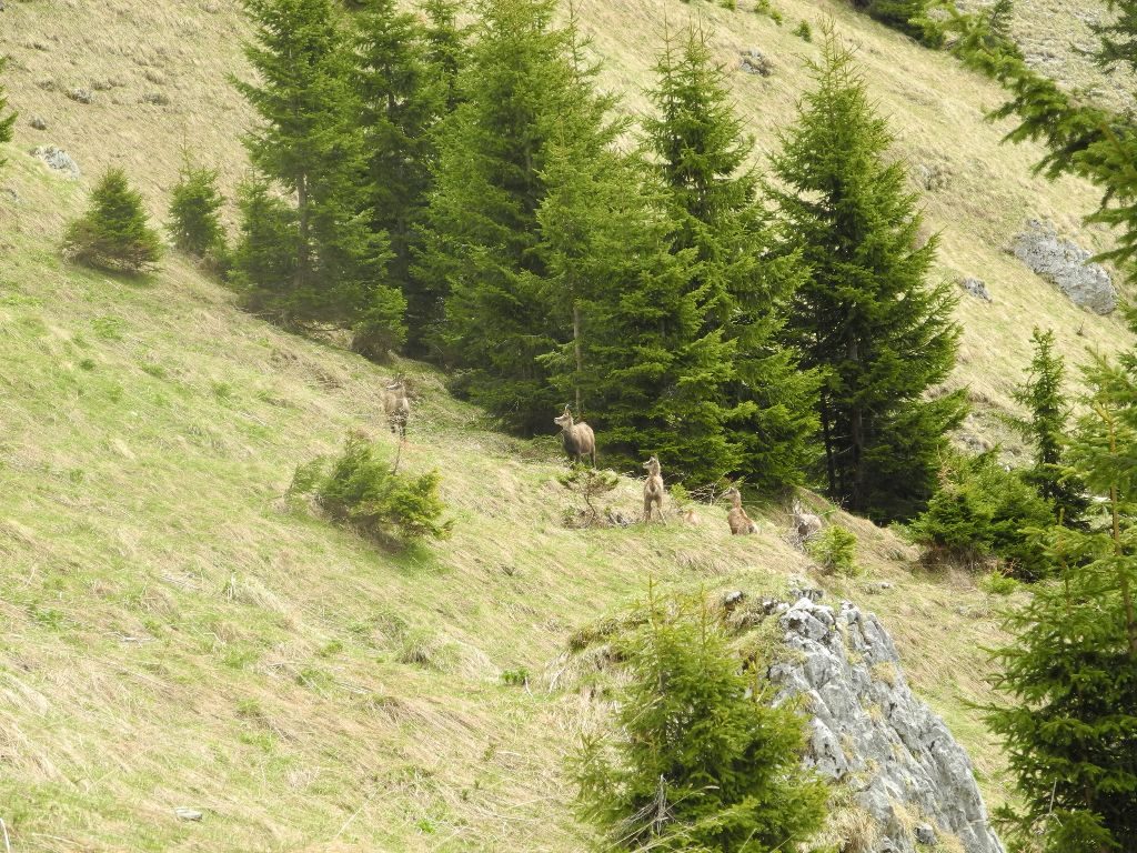 Erwünschte Gäste neben der Wanderroute zum Gimpel