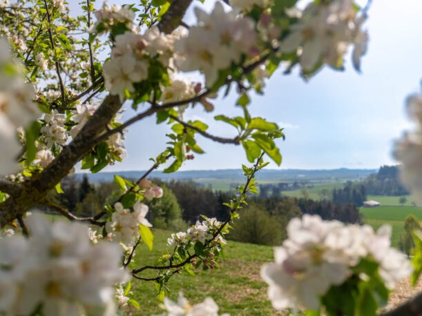 Frühling Kirschblüten Allgäu Radfahren Kirchweihtalrunde