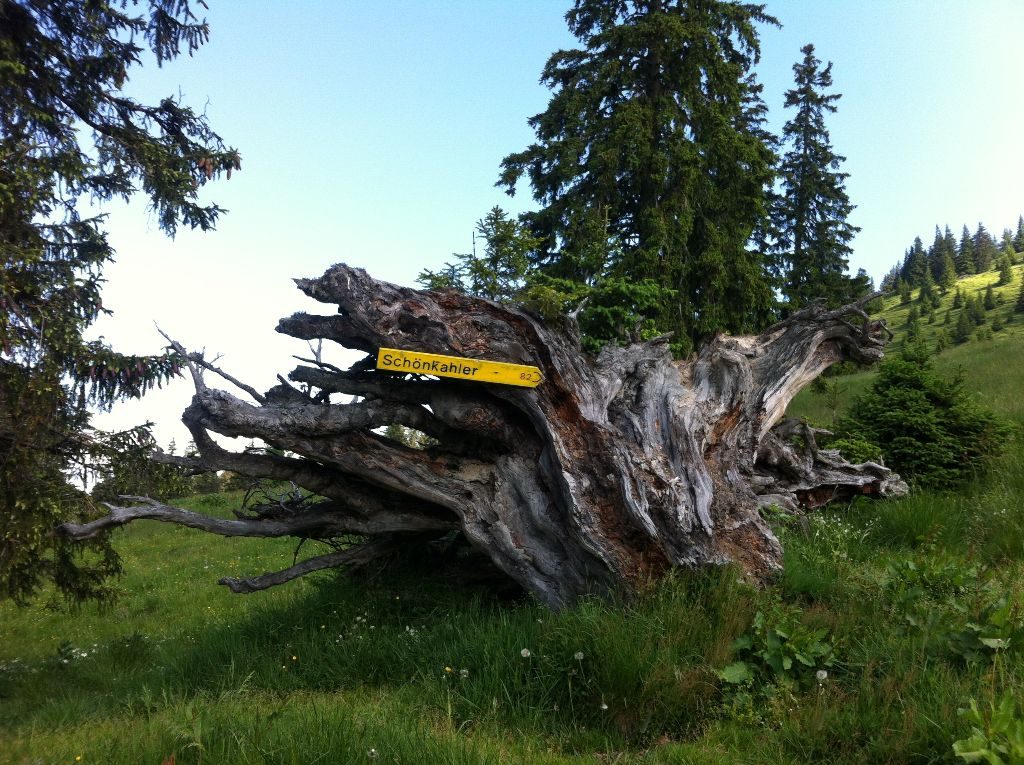 Schönkahler, sanftes Wandern im Tannheimer Tal