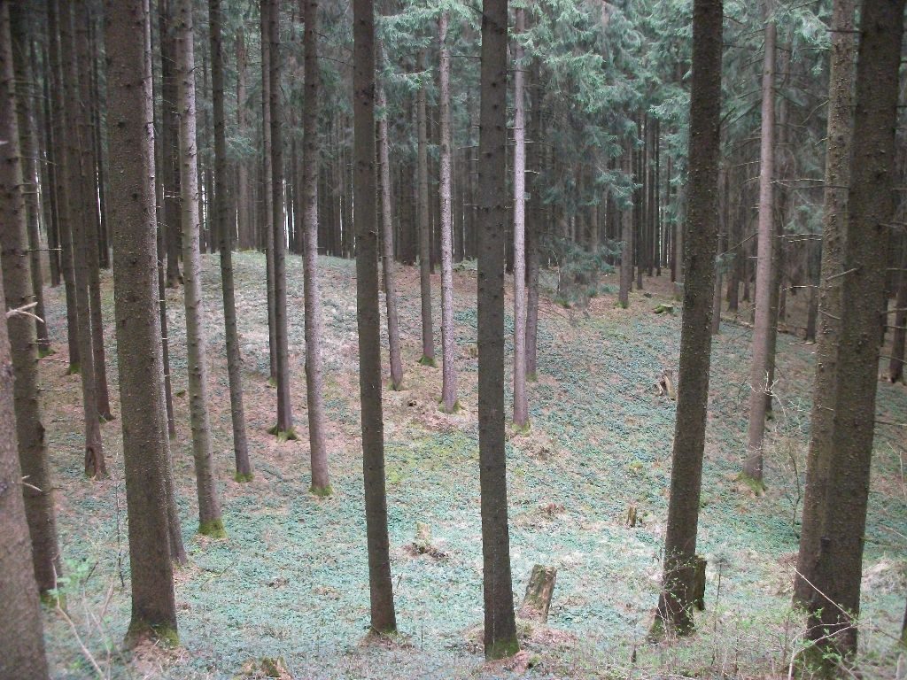 Mystischer Wald