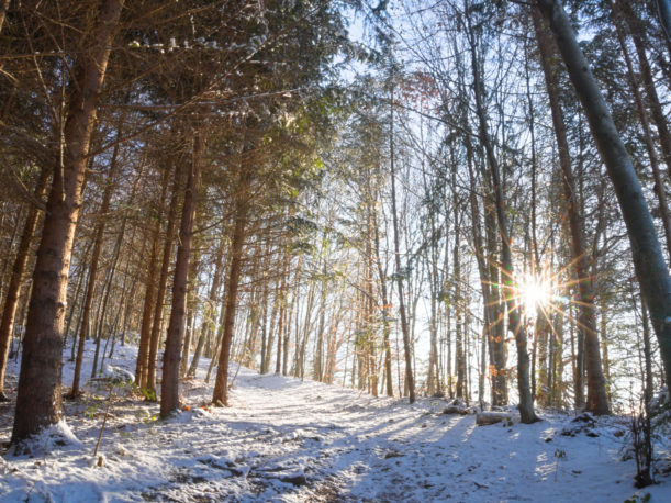 Wandern Wald im Winter Stötten am Auerberg